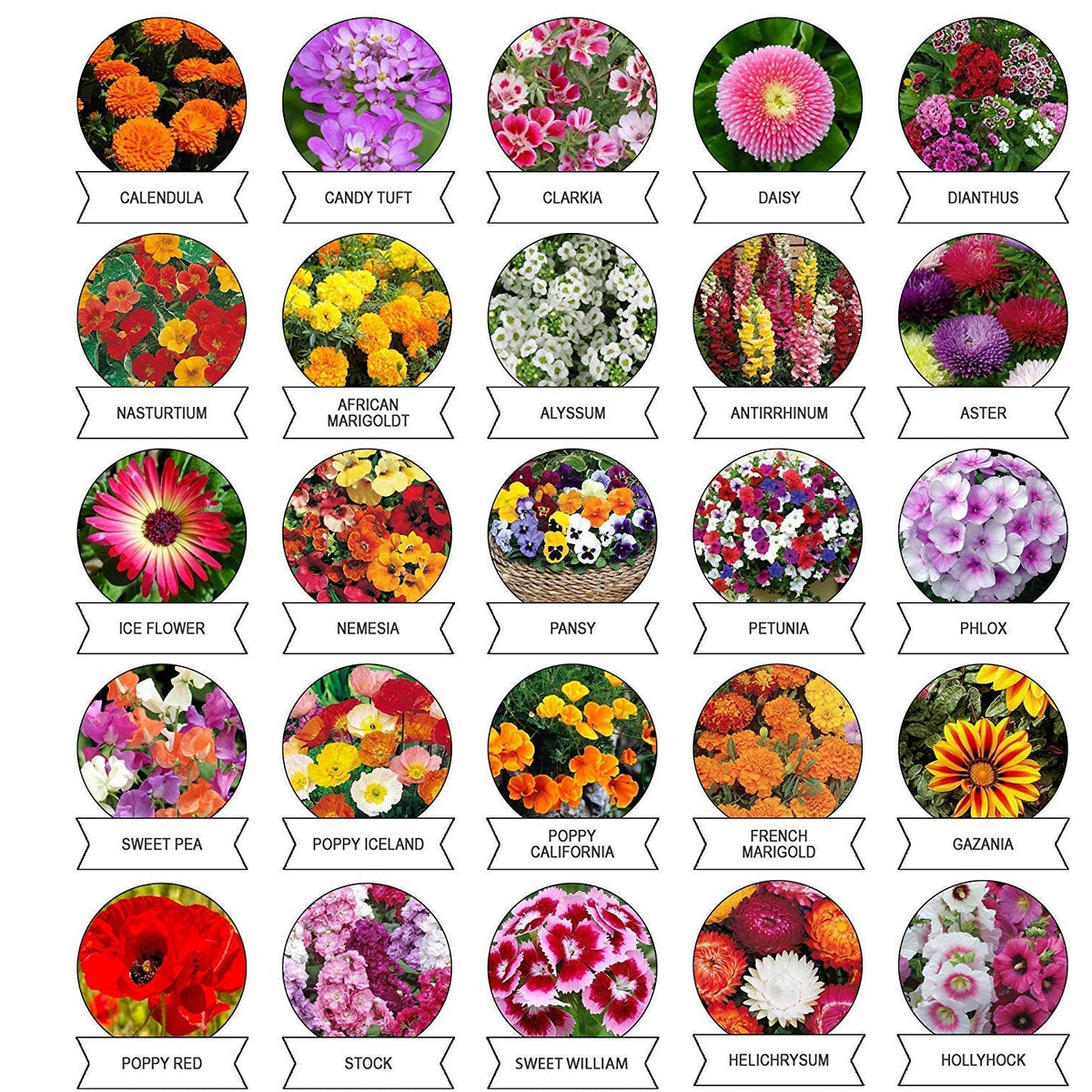 Flower Seeds Combo